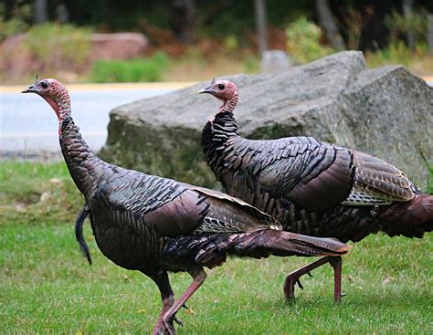 free photos of turkeys|turkey jpg image free.